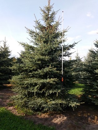 Ель колючая голубая (Picea pungens f. glauca)