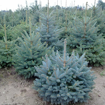 Ель колючая Кайбаб (Picea pungens 'Kaibab')