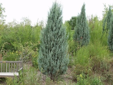 Можжевельник скальный Патфайндер (Juniperus scopulorum 'Pathfinder')