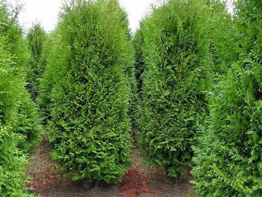 Туя западная Брабант (Thuja occidentalis 'Brabant') формированный