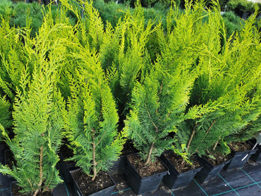 Кипарисовик Лавсона Ивон (Chamaecyparis lawsoniana 'Yvonne')