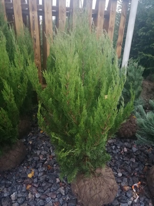 Можжевельник китайский Монарх (Juniperus chinensis 'Monarch')