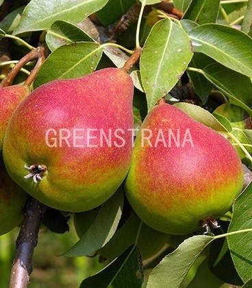 Груша Любимица Яковлева (Pyrus communis 'Lyubimitsa Yakovleva')