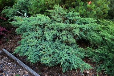 Можжевельник чешуйчатый Блю Компакт (Juniperus squamata 'Blue Compact')