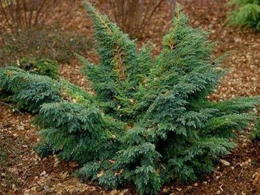Можжевельник чешуйчатый Хуннеторп (Juniperus squamata 'Hunnetorp')