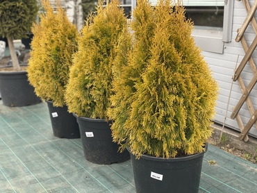 Туя западная Джанед Голд (Thuja occidentalis 'Janed Gold')