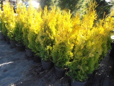 Туя западная Мария (Thuja occidentalis 'Marija')