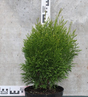Туя западная Тип Топ (Thuja occidentalis 'Tip Top')