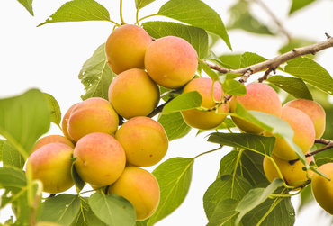 Абрикос сибирский (Prunus sibirica)