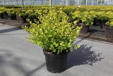 Береза карликовая (Betula nana)