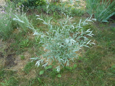 Ива лохолистная (Salix elaeagnos)