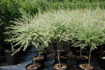 Ива пепельная Триколор (Salix cinerea 'Tricolor')