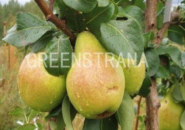 Груша Москвичка (Pyrus communis 'Moskvichka')