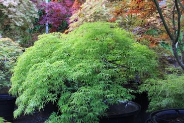 Клен веерный Диссектум (Acer palmatum 'Dissectum')