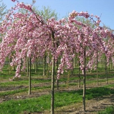 Вишня декоративная Кику Шидаэ (Prunus serrulata 'Kiku-shidare-zakura')