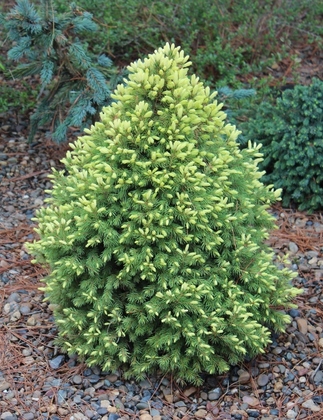 Ель канадская Лаурин (Picea glauca 'Laurin')