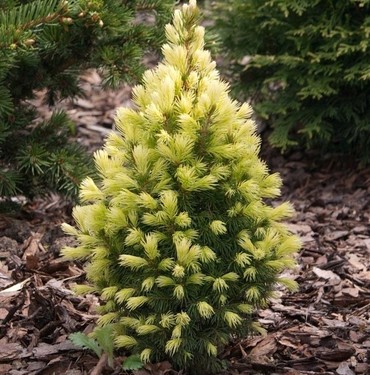Ель канадская Майнголд (Picea glauca 'Maingold')