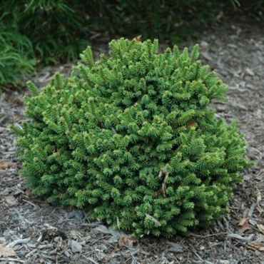 Ель обыкновенная Барри (Picea abies 'Barryi')