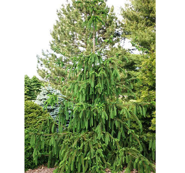 Ель обыкновенная Кранстони (Picea abies 'Cranstonii')
