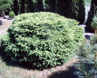 Ель обыкновенная Максвелли (Picea abies 'Maxwellii')