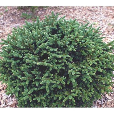 Ель обыкновенная Пумила Глаука (Picea abies 'Pumila Glauca')