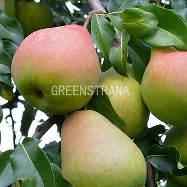 Груша Мраморная (Pyrus communis 'Mramornaya')