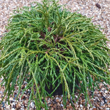 Кипарисовик горохоплодный Филифера Нана (Chamaecyparis pisifera 'Filifera Nana')