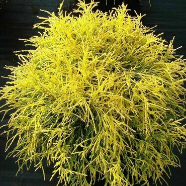 Кипарисовик горохоплодный Голден Моп (Chamaecyparis pisifera 'Golden Mop')