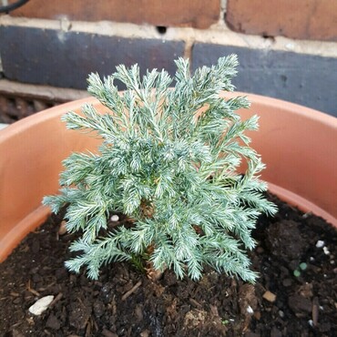Кипарисовик горохоплодный Тру Блю (Chamaecyparis pisifera 'True Blue')