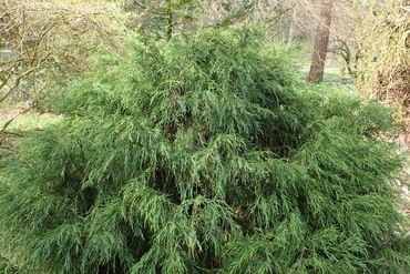 Кипарисовик Лавсона Филиформис Компакта (Chamaecyparis lawsoniana 'Filiformis Compacta')