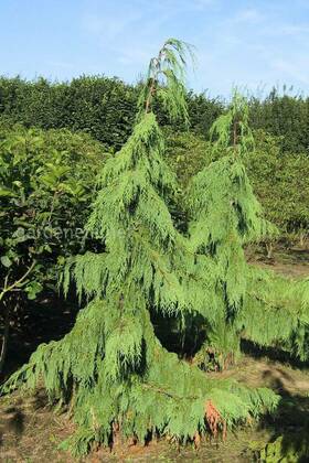 Кипарисовик нутканский Пендула (Cupressus nootkatensis 'Pendula')