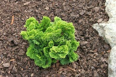 Кипарисовик тупой Грацилис (Chamaecyparis obtusa 'Gracilis')