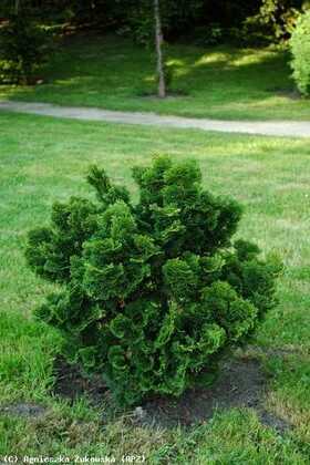 Кипарисовик тупой Нана Грацилис (Chamaecyparis obtusa 'Nana Gracilis')