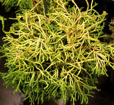 Кипарисовик тупой Тацуми Голд (Chamaecyparis obtusa 'Tatsumi Gold')