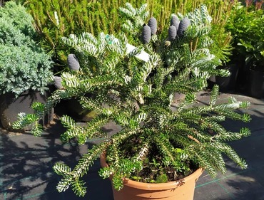 Пихта корейская Сильвер Стар (Abies koreana 'Silver Star')