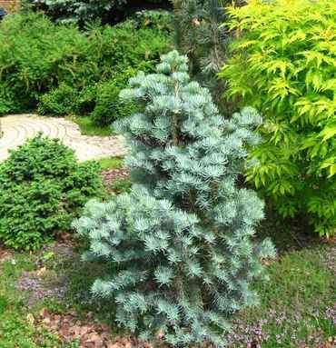 Пихта одноцветная Компакта (Abies concolor 'Compacta')