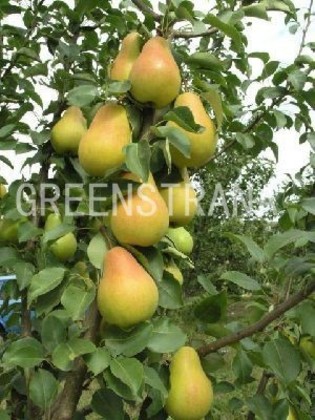 Груша Чижовская (Pyrus communis 'Chizhovskaya')
