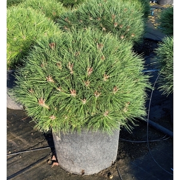 Сосна черная Бамбино (Pinus nigra 'Bambino')