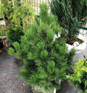 Сосна Гельдрейха Компакт Гем (Pinus heldreichii 'Compact Gem')