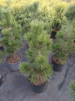 Сосна Гельдрейха Сателлит (Pinus heldreichii 'Satellit')