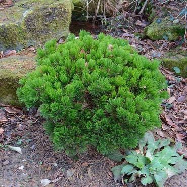 Сосна Гельдрейха Шмидтии (Pinus heldreichii 'Schmidtii')