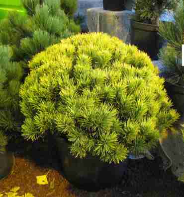 Сосна горная Карстен (Pinus mugo 'Carsten')