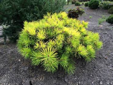 Сосна горная Голд Стар (Pinus mugo 'Gold Star')