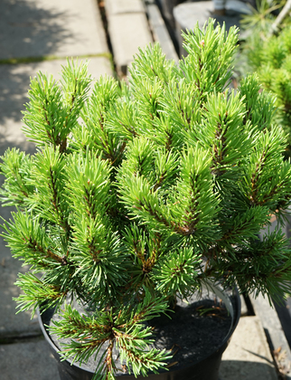 Сосна горная Корник (Pinus mugo 'Kornik')
