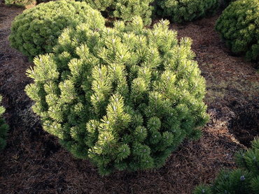 Сосна горная Кускс Минимопс (Pinus mugo 'Kusk's Minimops')