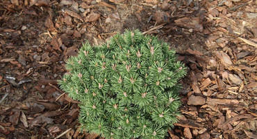 Сосна горная Мопс Миджет (Pinus mugo 'Mops Midget')