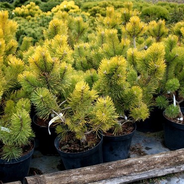 Сосна горная Зиндерт (Pinus mugo 'Zundert')