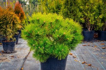 Сосна густоцветная Лоу Глоу (Pinus densiflora 'Low Glow')