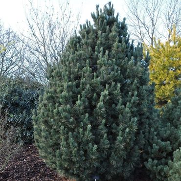 Сосна кедровая европейская Компакта Глаука (Pinus cembra 'Compacta Glauca')