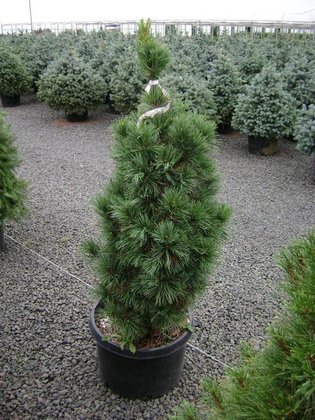 Сосна кедровая европейская Глаука (Pinus cembra 'Glauca')
